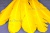 Декоративный Пучок из перьев, перо 23см/желтый - купить в Дзержинске. Цена: 12.19 руб.