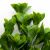 Трава искусственная -1, шт (эвкалипт лист 32 см/8 см)				 - купить в Дзержинске. Цена: 169.93 руб.